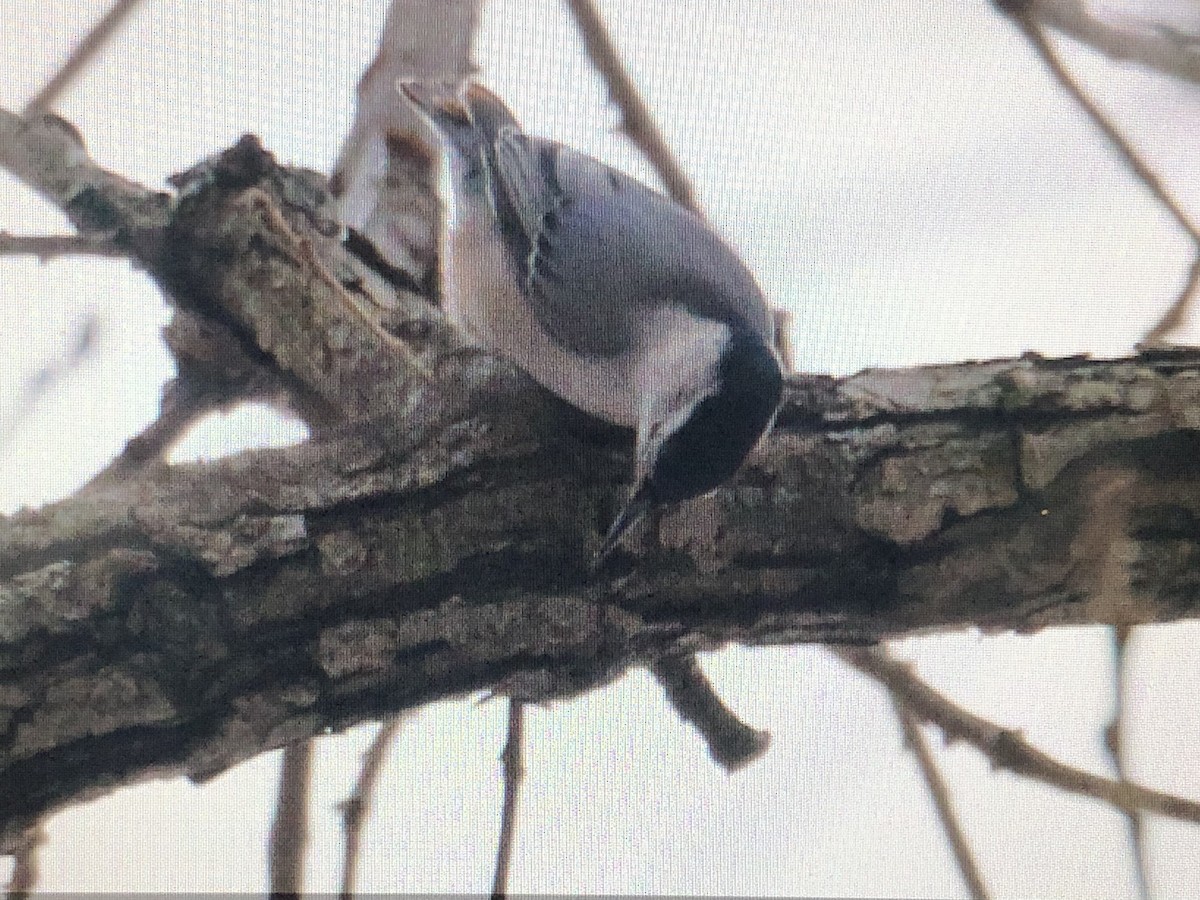 White-breasted Nuthatch - ML613949179