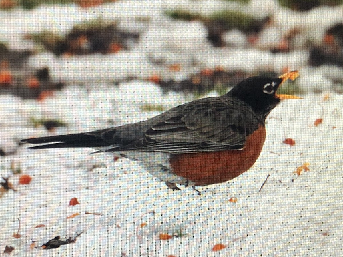 American Robin - ML613949199