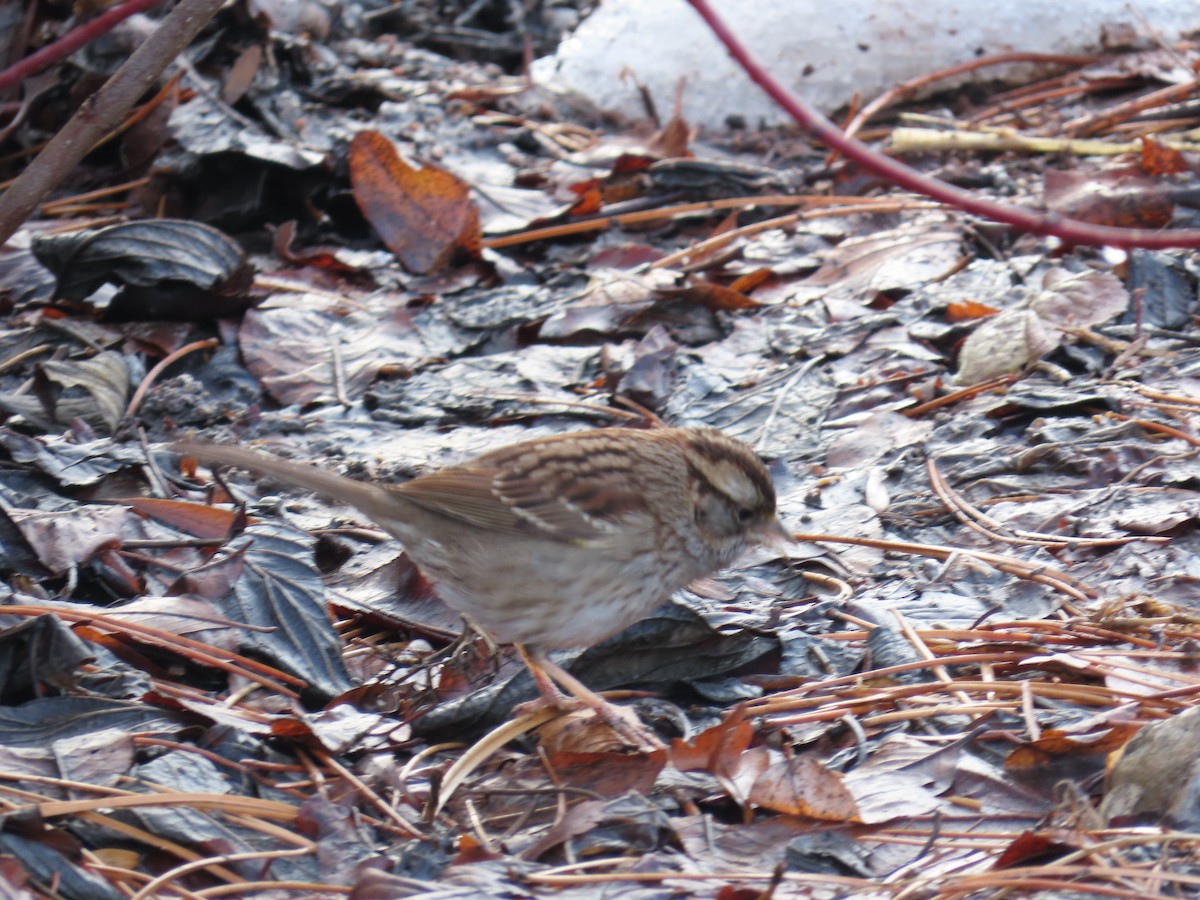 White-throated Sparrow - ML613949208
