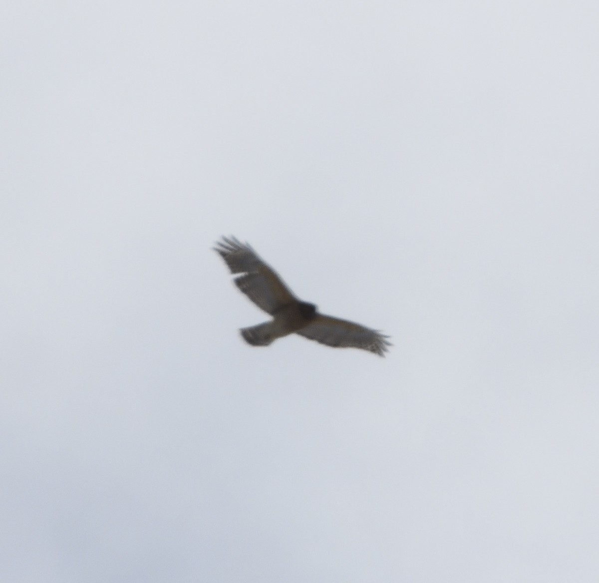 Red-shouldered Hawk - ML613949255