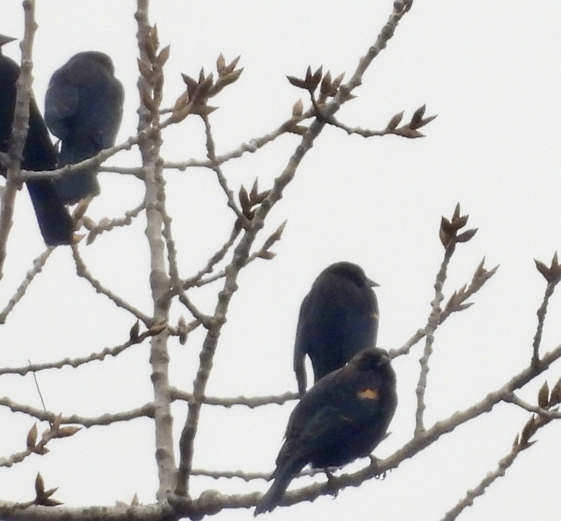 Red-winged Blackbird - ML613949408