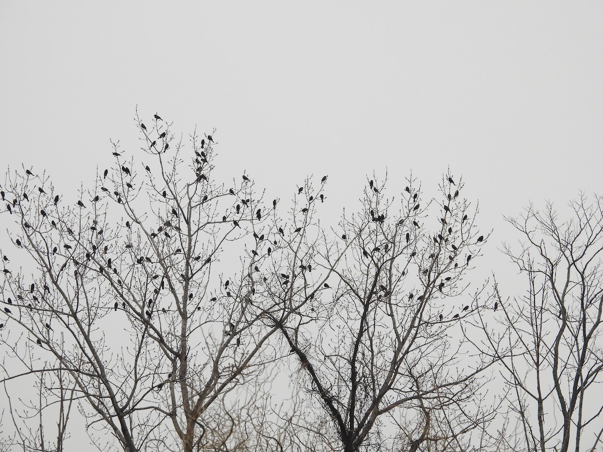 Red-winged Blackbird - ML613949409