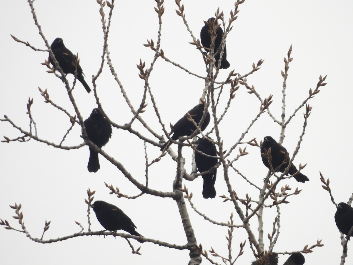 Red-winged Blackbird - ML613949410