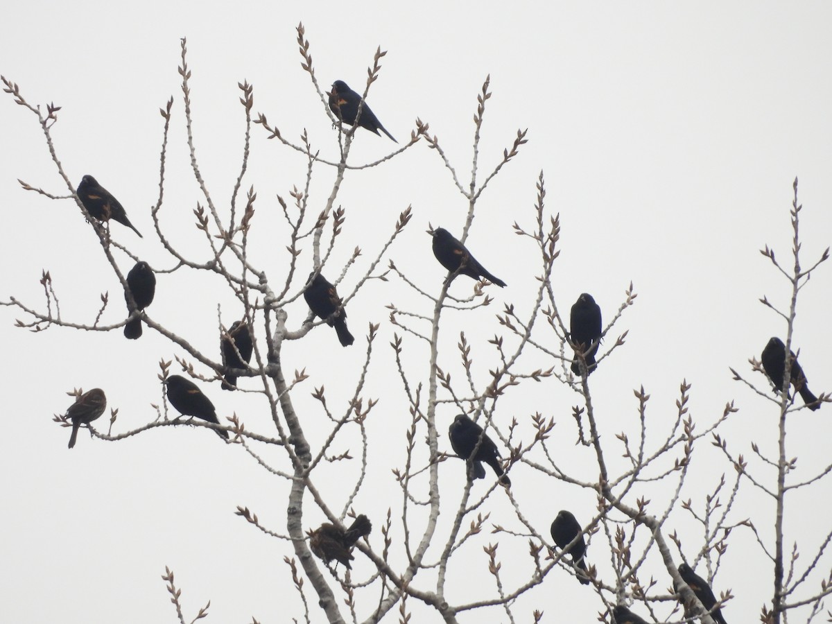 Red-winged Blackbird - ML613949411