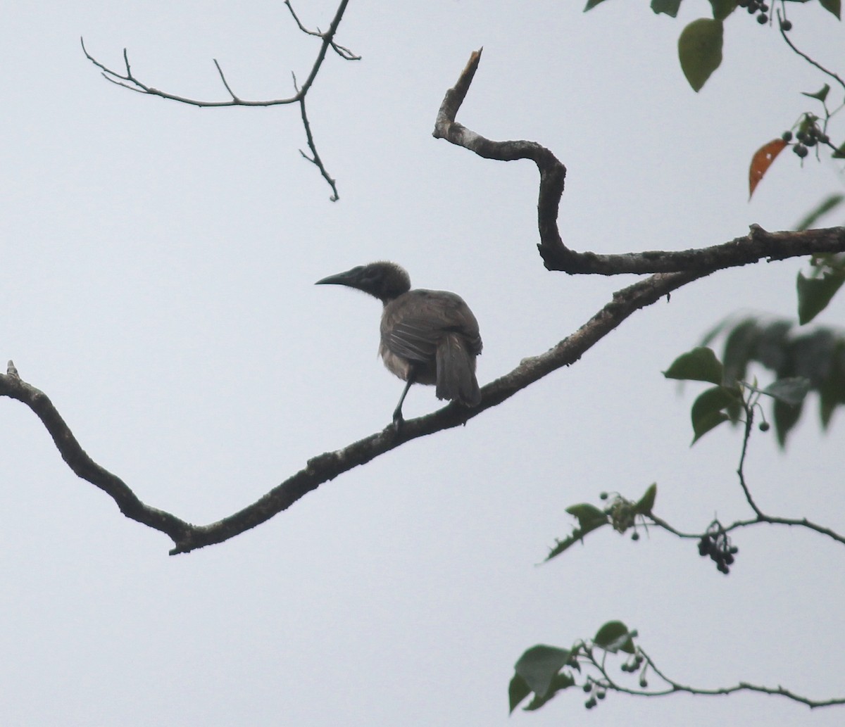 Helmeted Friarbird - Emma Rosen