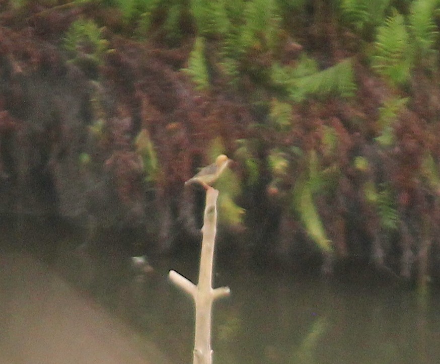 Golden-headed Cisticola - ML613949580