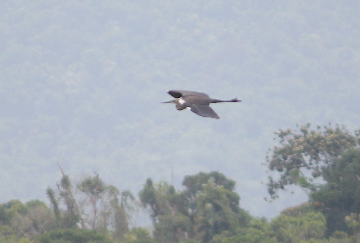 Pacific Heron - Emma Rosen