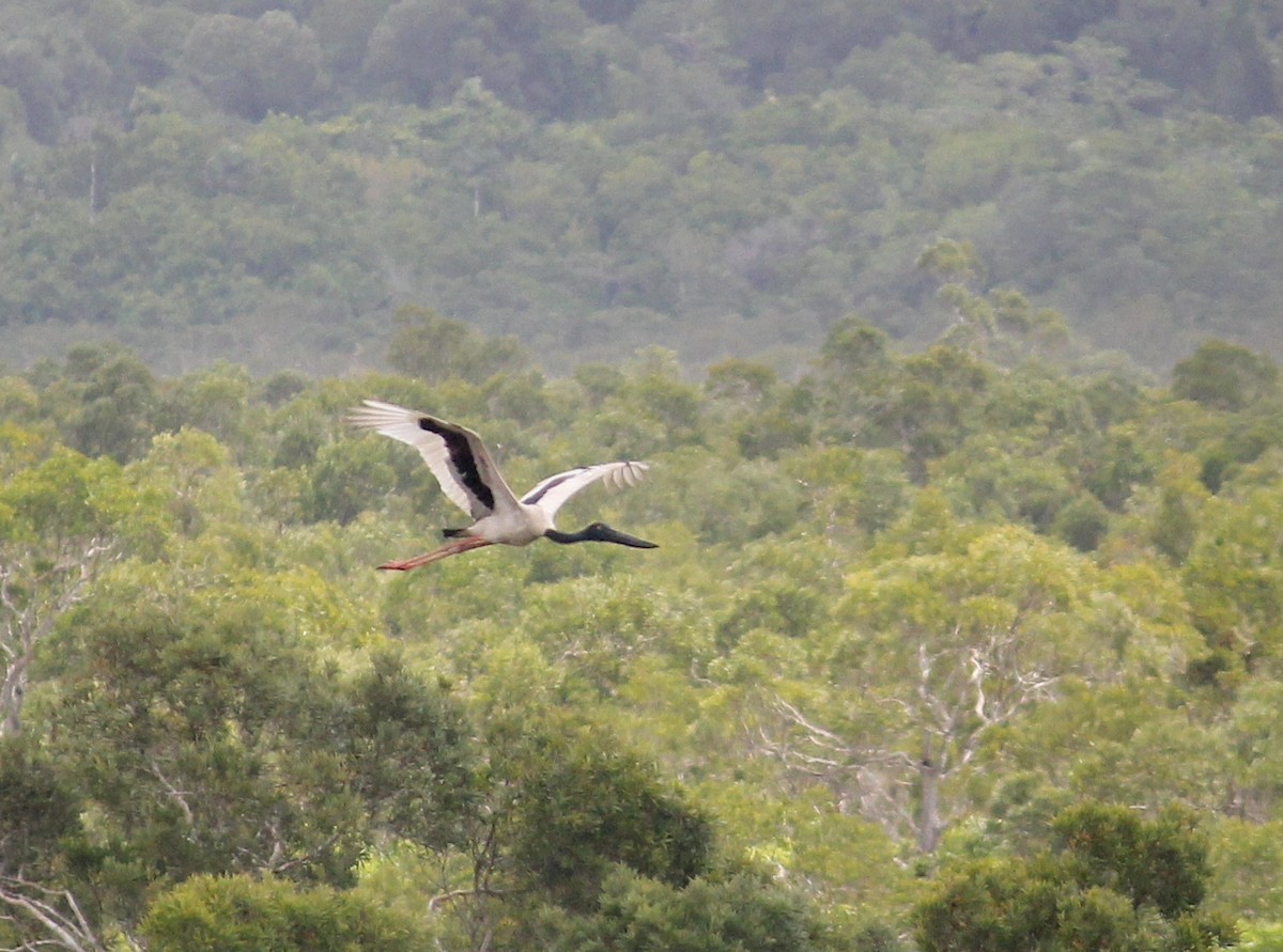 Black-necked Stork - Emma Rosen