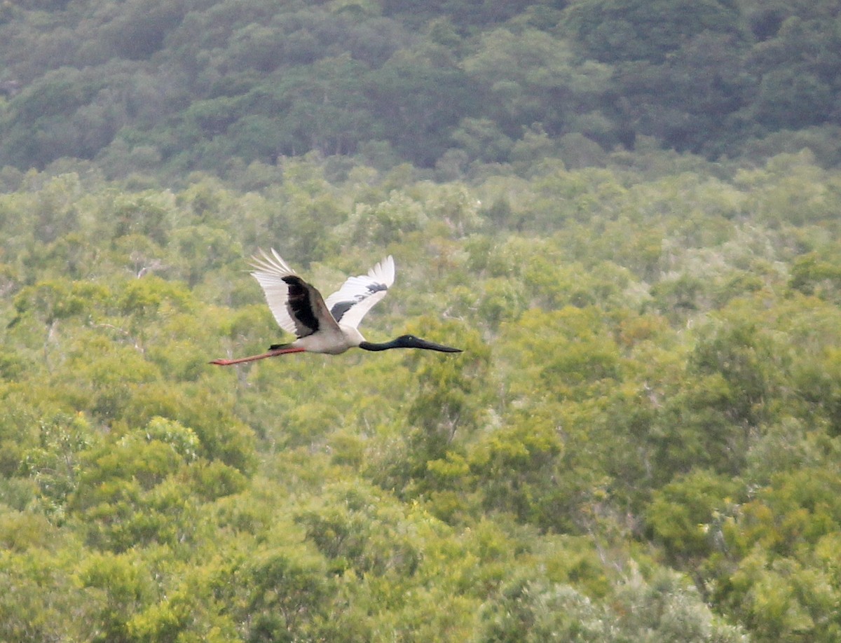 Black-necked Stork - Emma Rosen