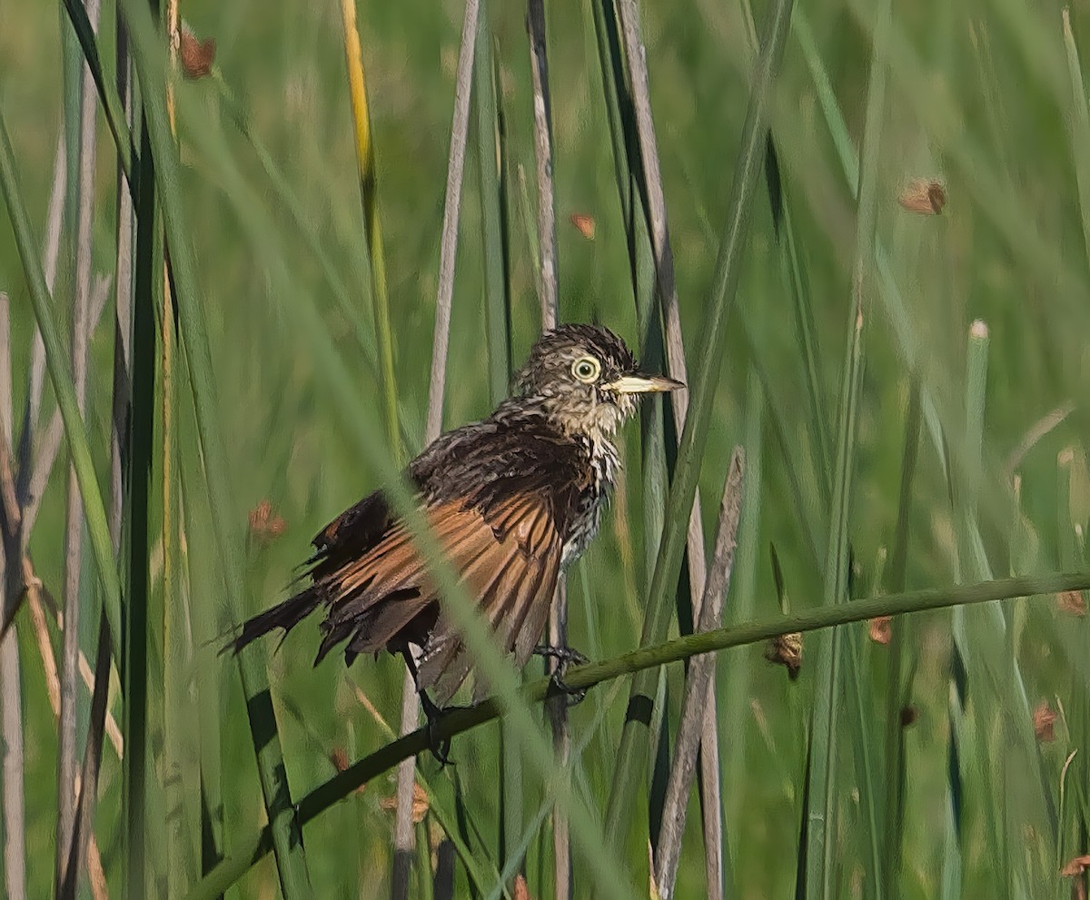 Spectacled Tyrant - teambergie Bergstrom