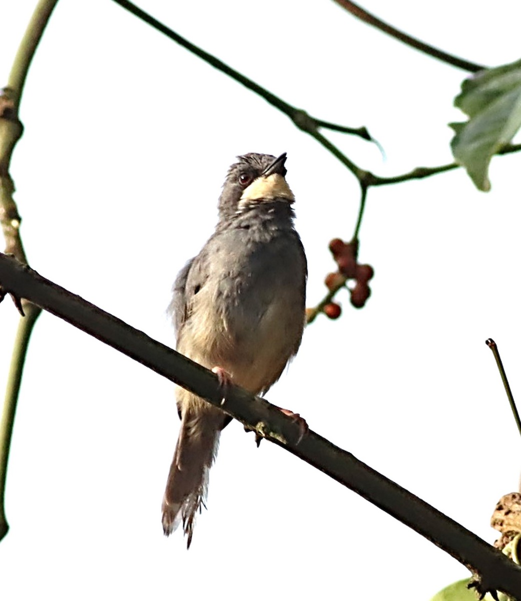 White-chinned Prinia - ML613949621