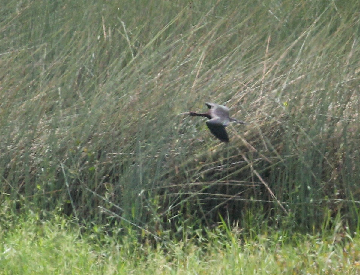 Glossy Ibis - ML613949622