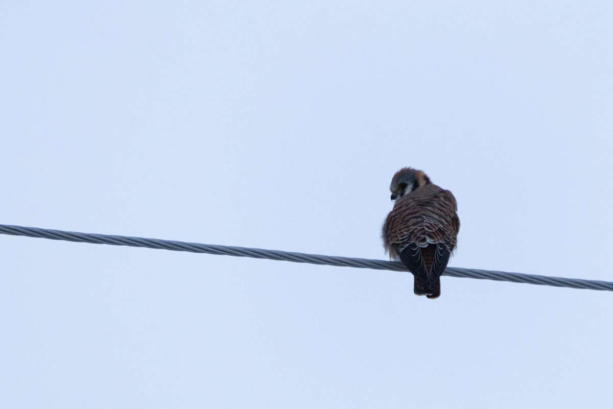 American Kestrel - ML613949631