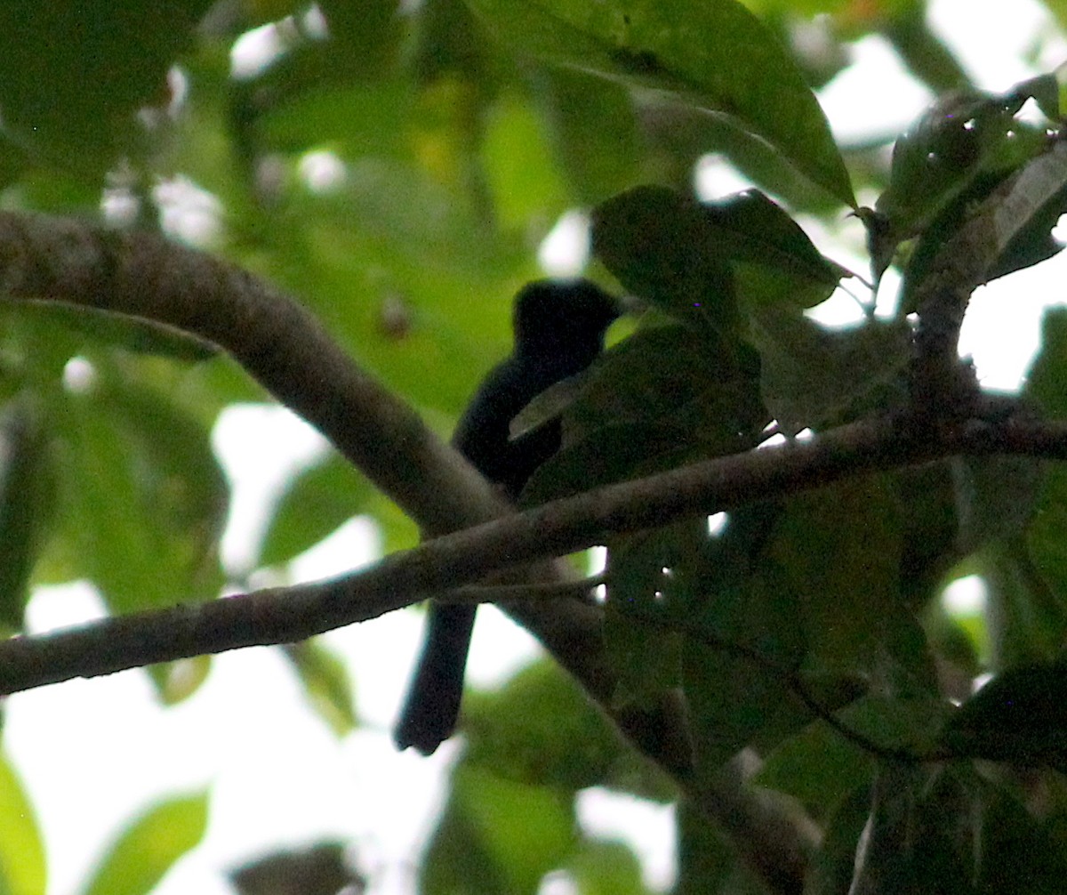 Shining Flycatcher - Emma Rosen