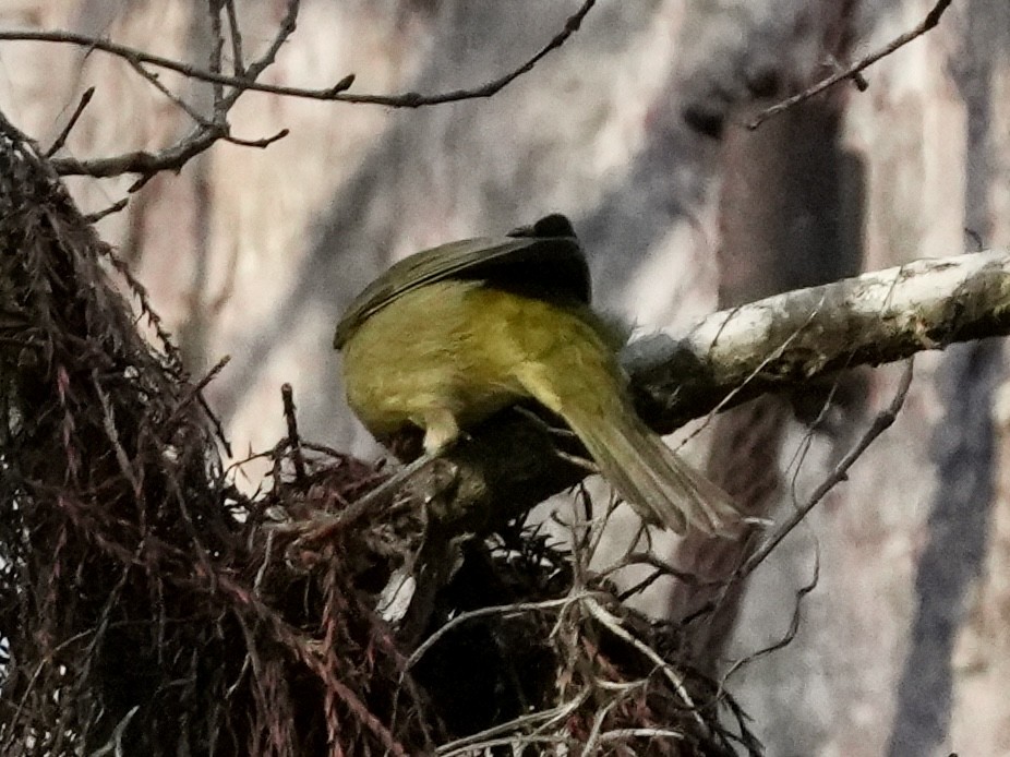 Orange-crowned Warbler - Tami Reece