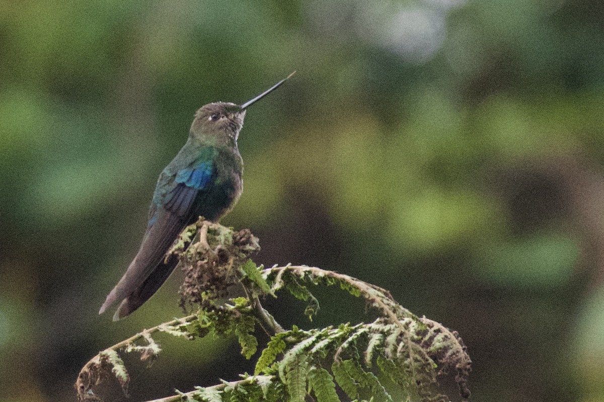 kolibřík modrokřídlý - ML613949715