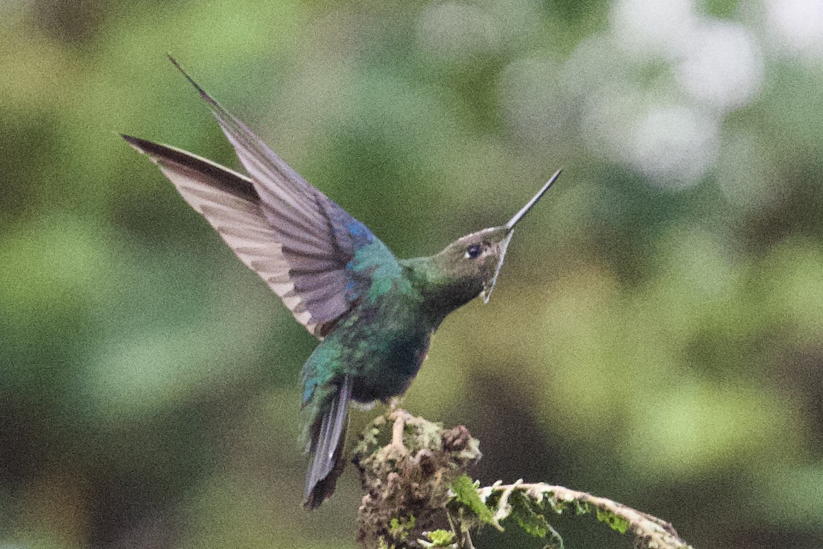 kolibřík modrokřídlý - ML613949726