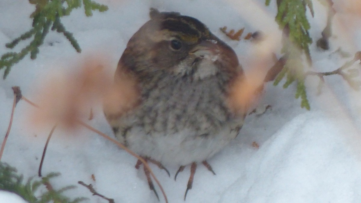 White-throated Sparrow - ML613949737