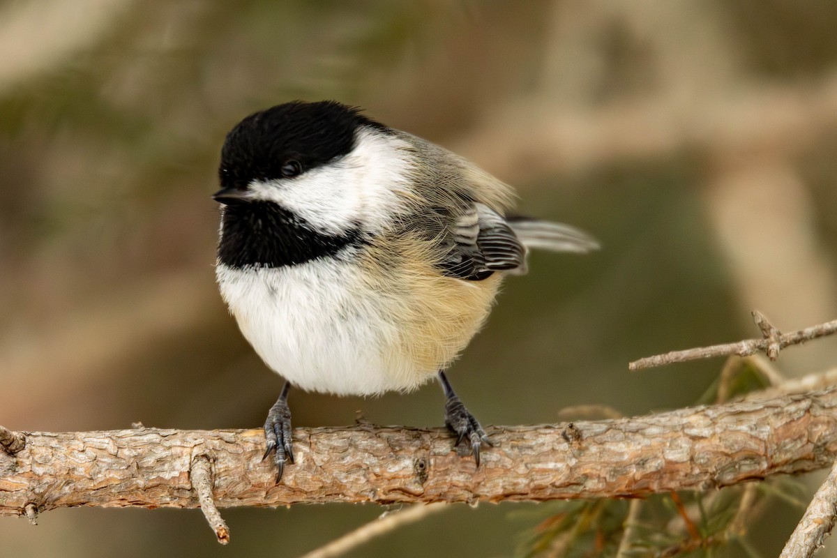 Black-capped Chickadee - ML613949752