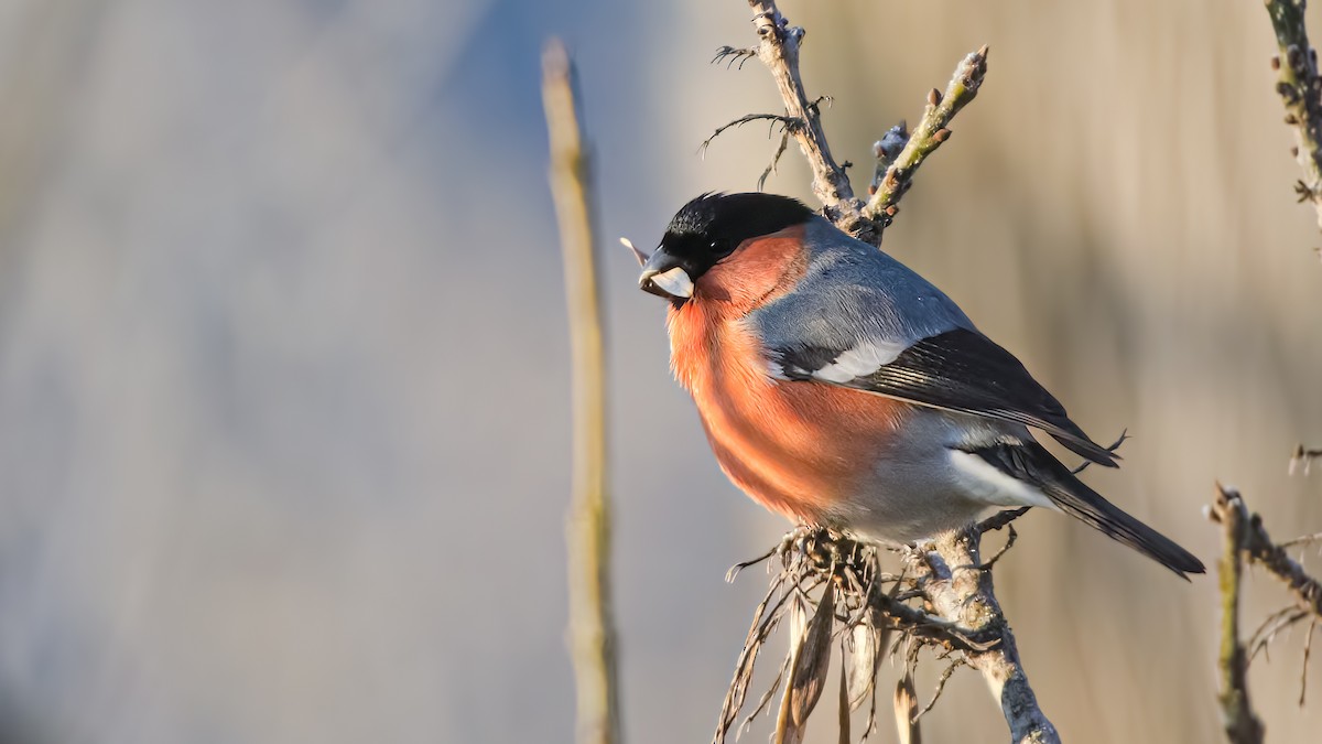 Eurasian Bullfinch - ML613949788