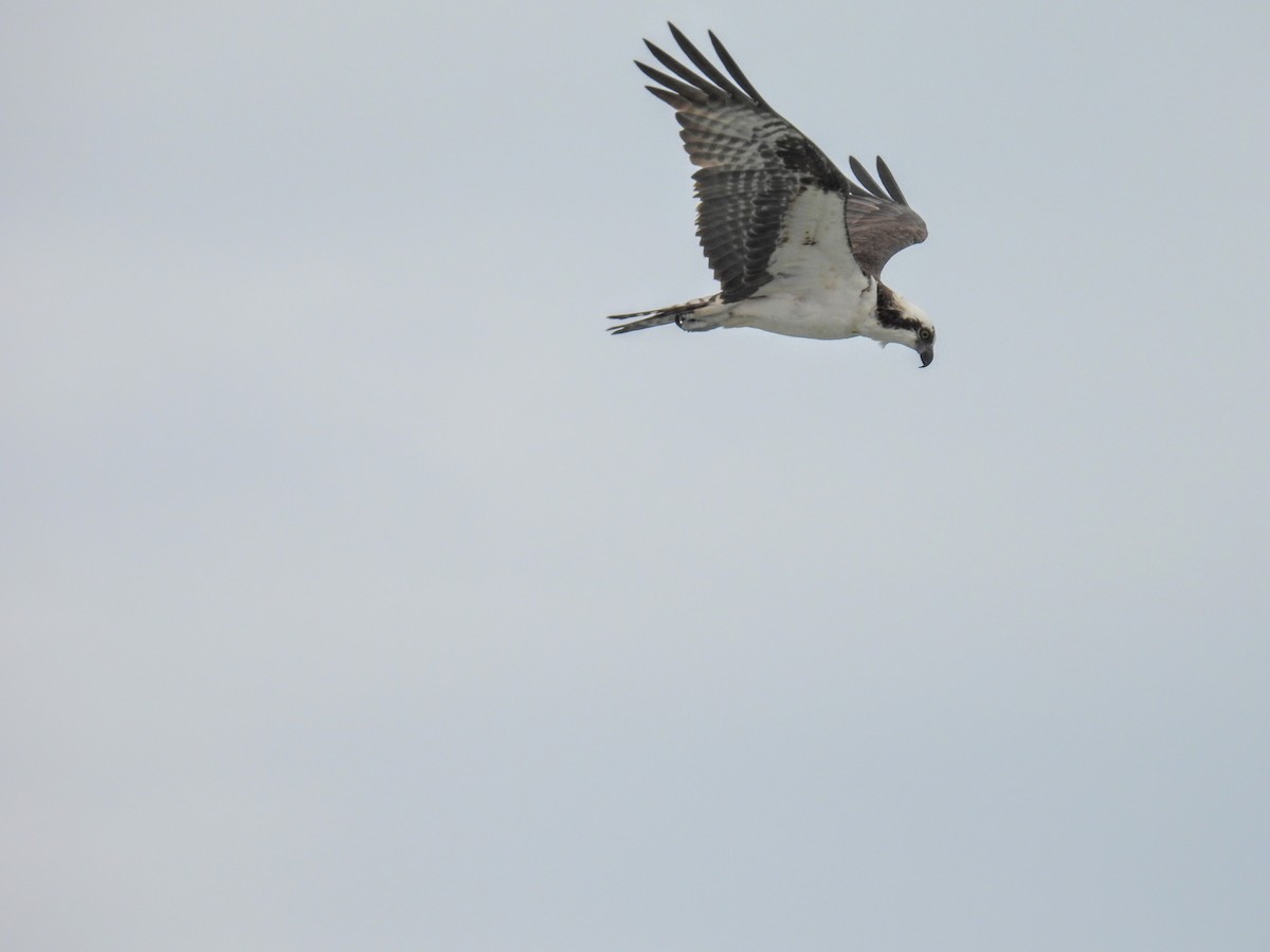 Balbuzard pêcheur - ML613949809