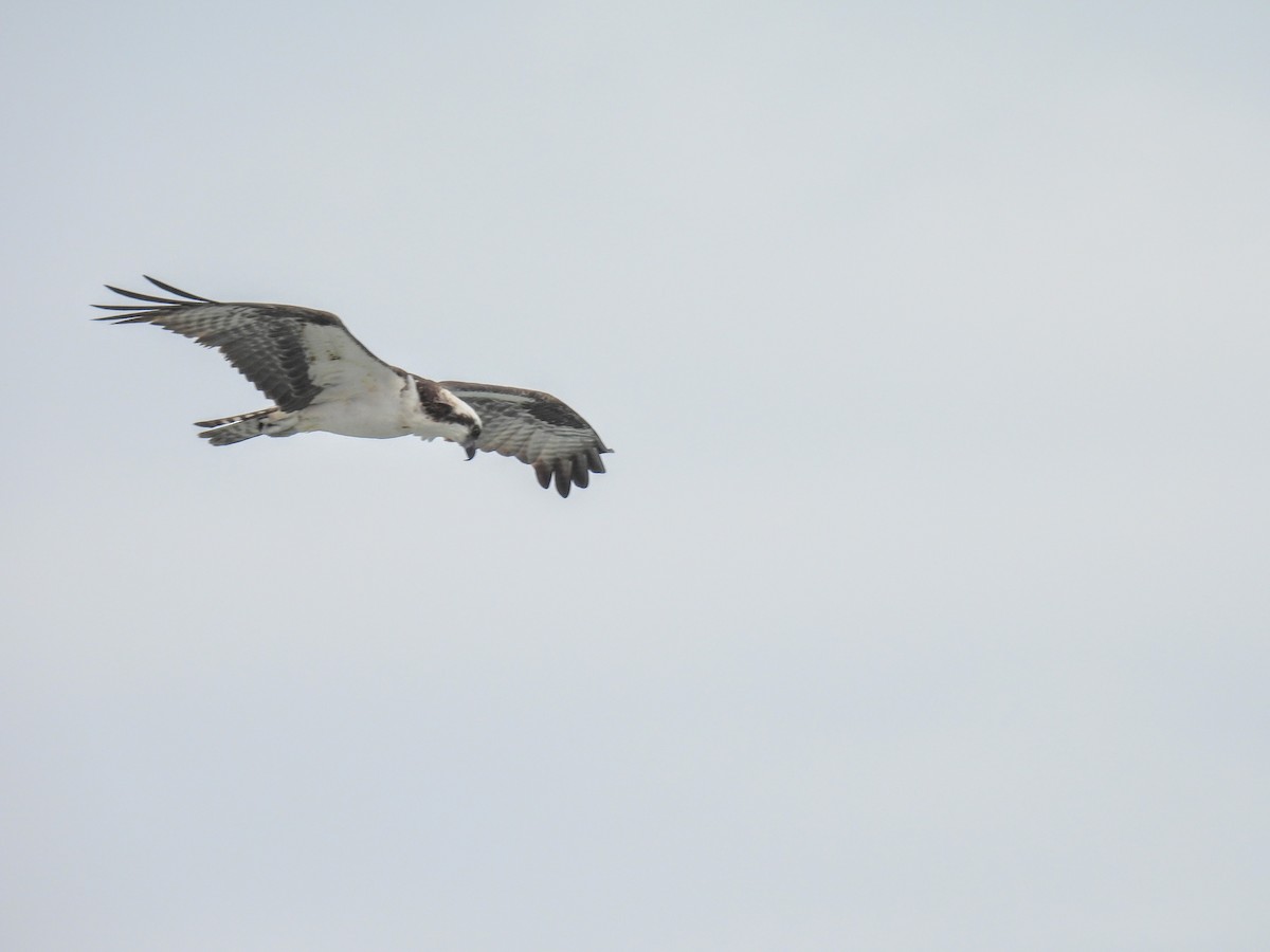 Balbuzard pêcheur - ML613949810