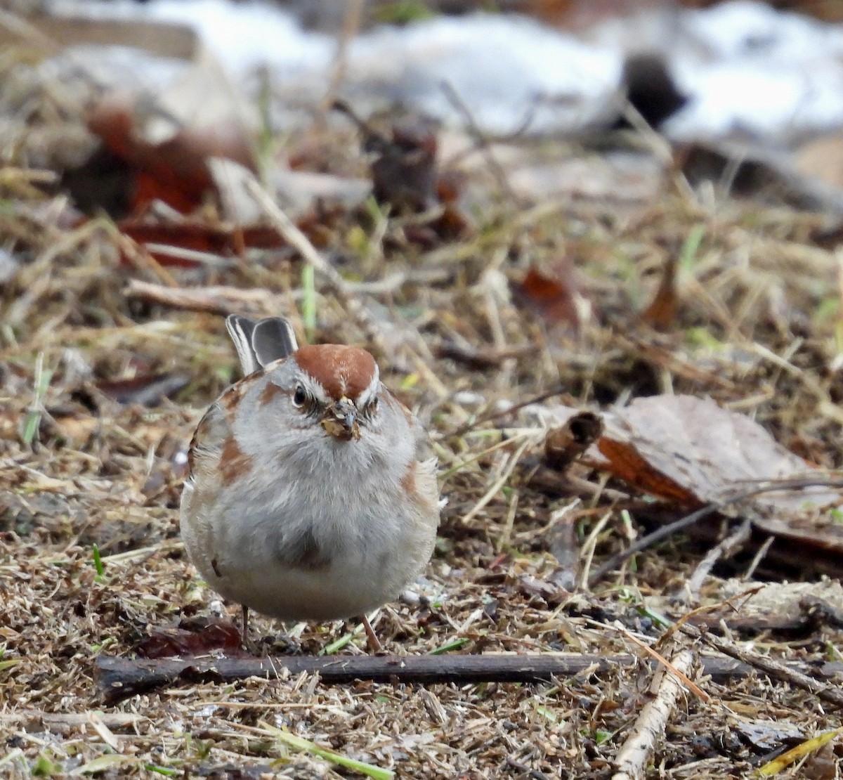 American Tree Sparrow - ML613949862