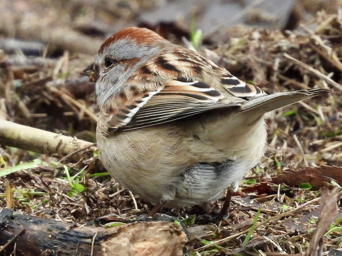 American Tree Sparrow - ML613949864