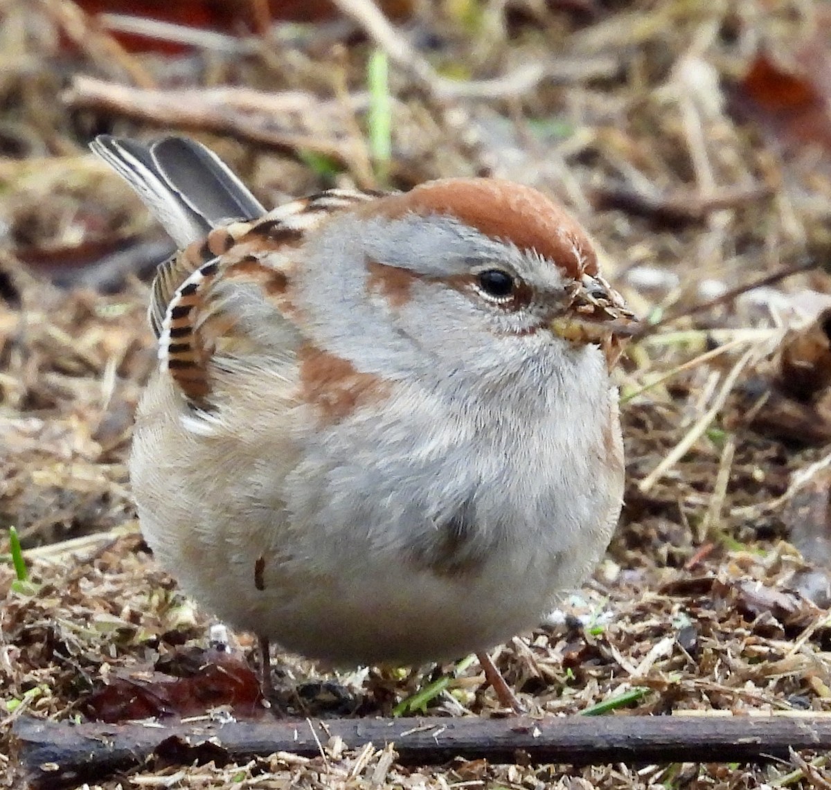 American Tree Sparrow - ML613949865