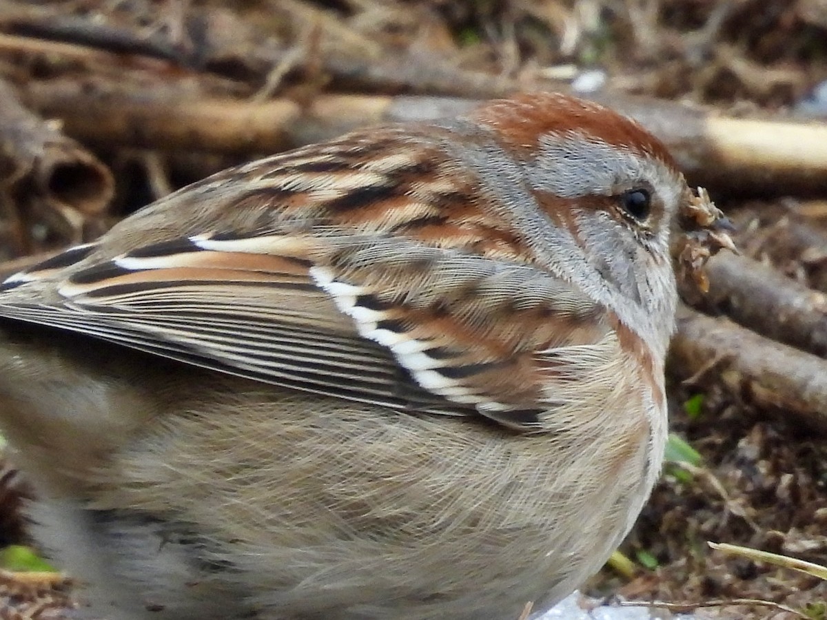 American Tree Sparrow - ML613949866