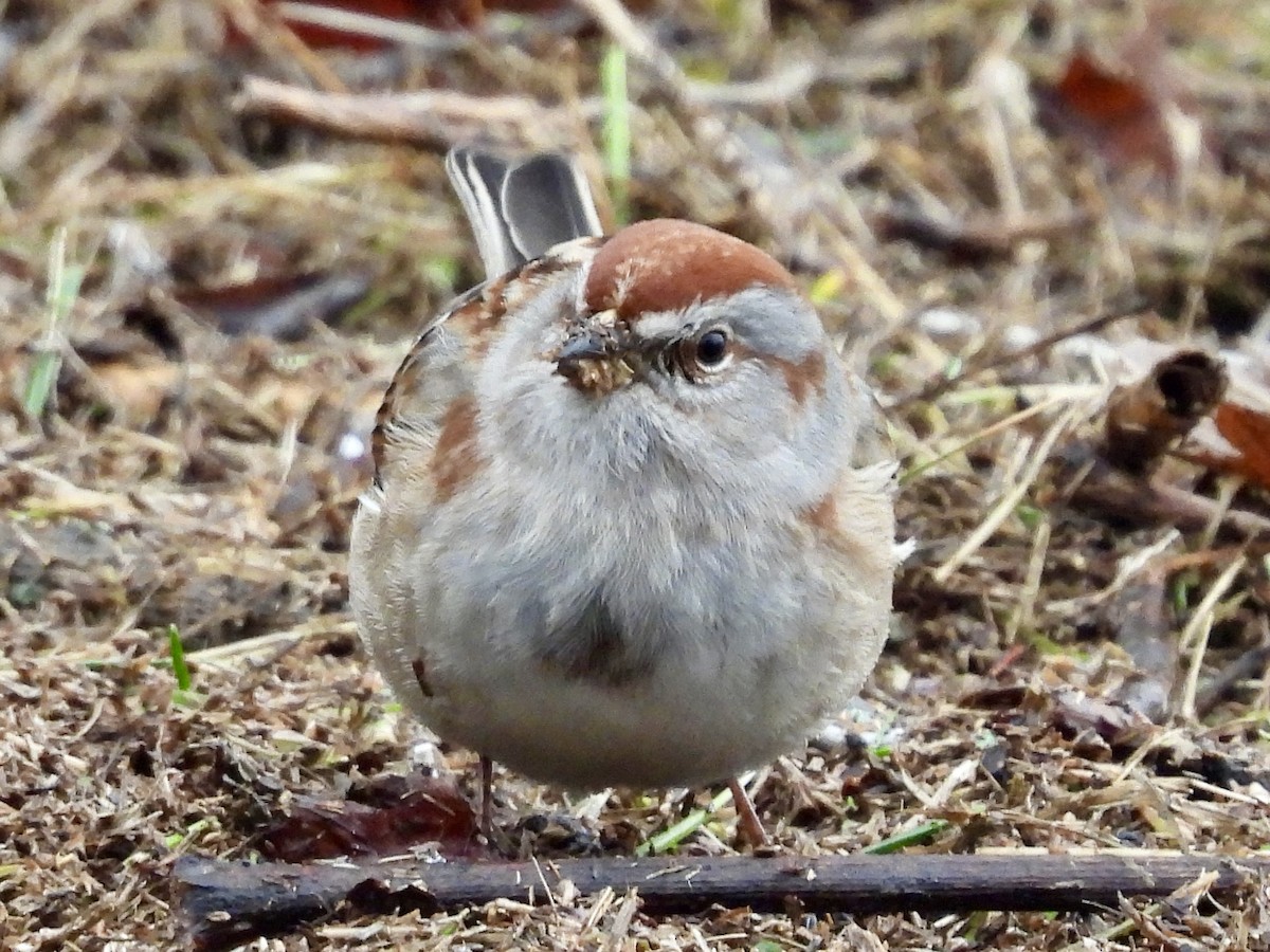 American Tree Sparrow - ML613949867