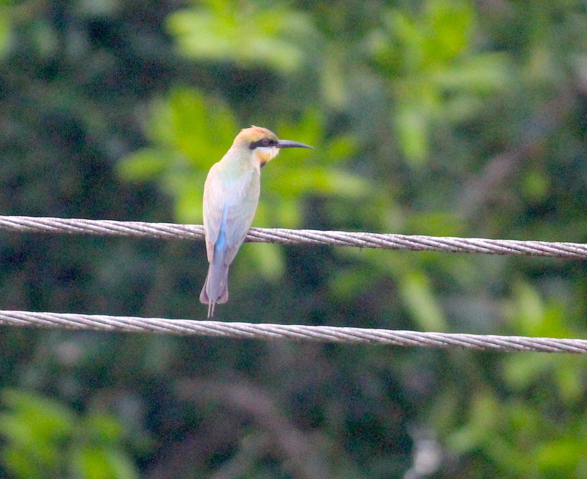 Rainbow Bee-eater - Emma Rosen