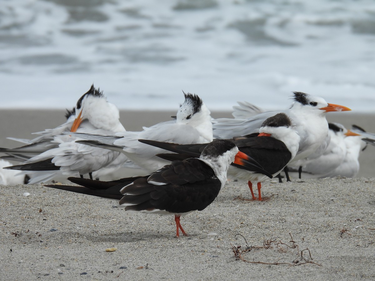 Black Skimmer - ML613949939