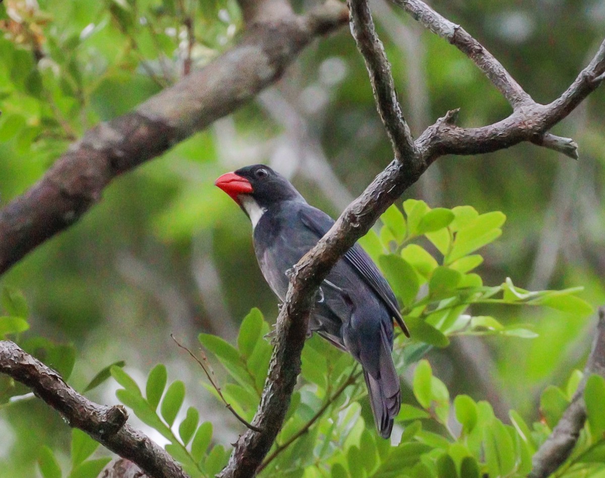 Slate-colored Grosbeak - Elby Anderson A Silva