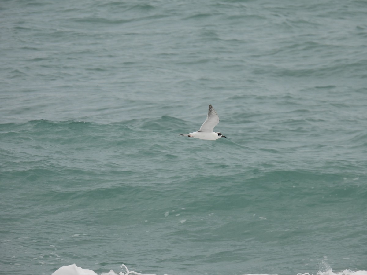 Forster's Tern - Donna DeJong