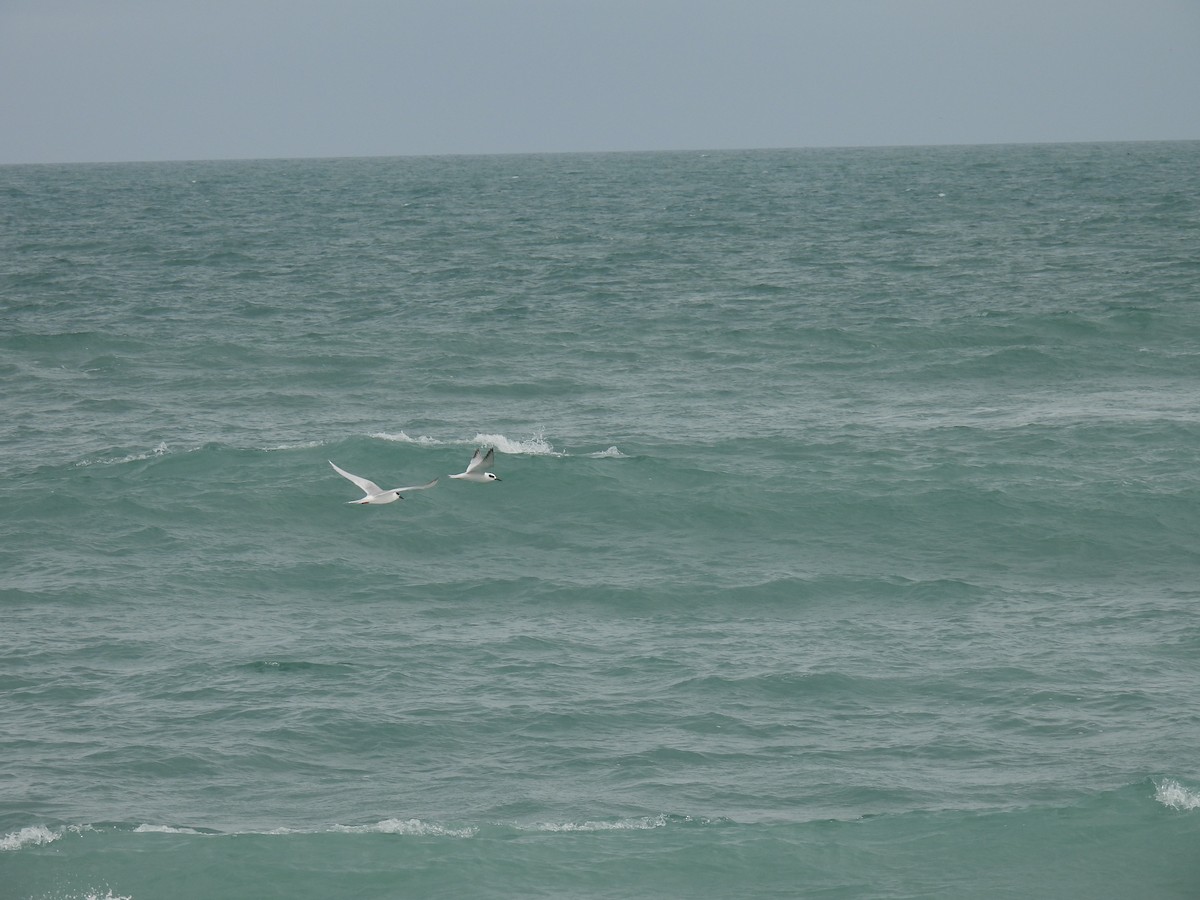 Forster's Tern - ML613949979