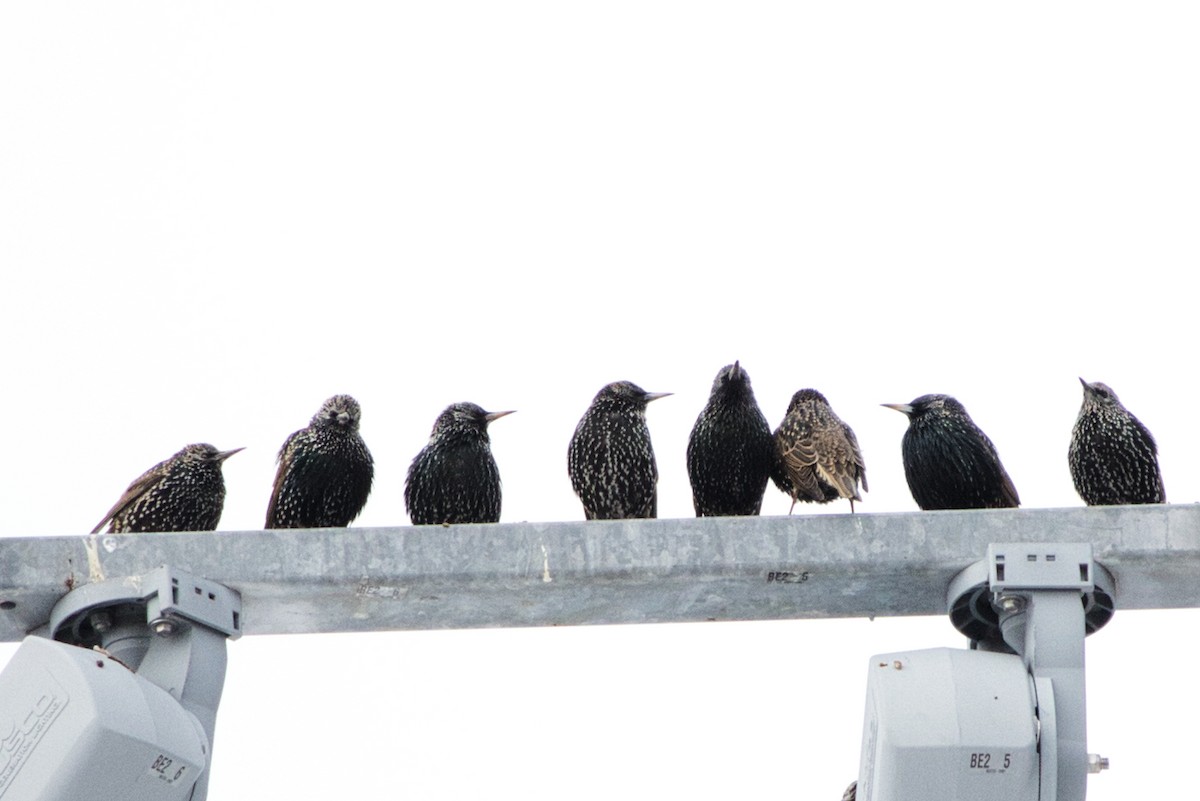 European Starling - Michael Guthrie