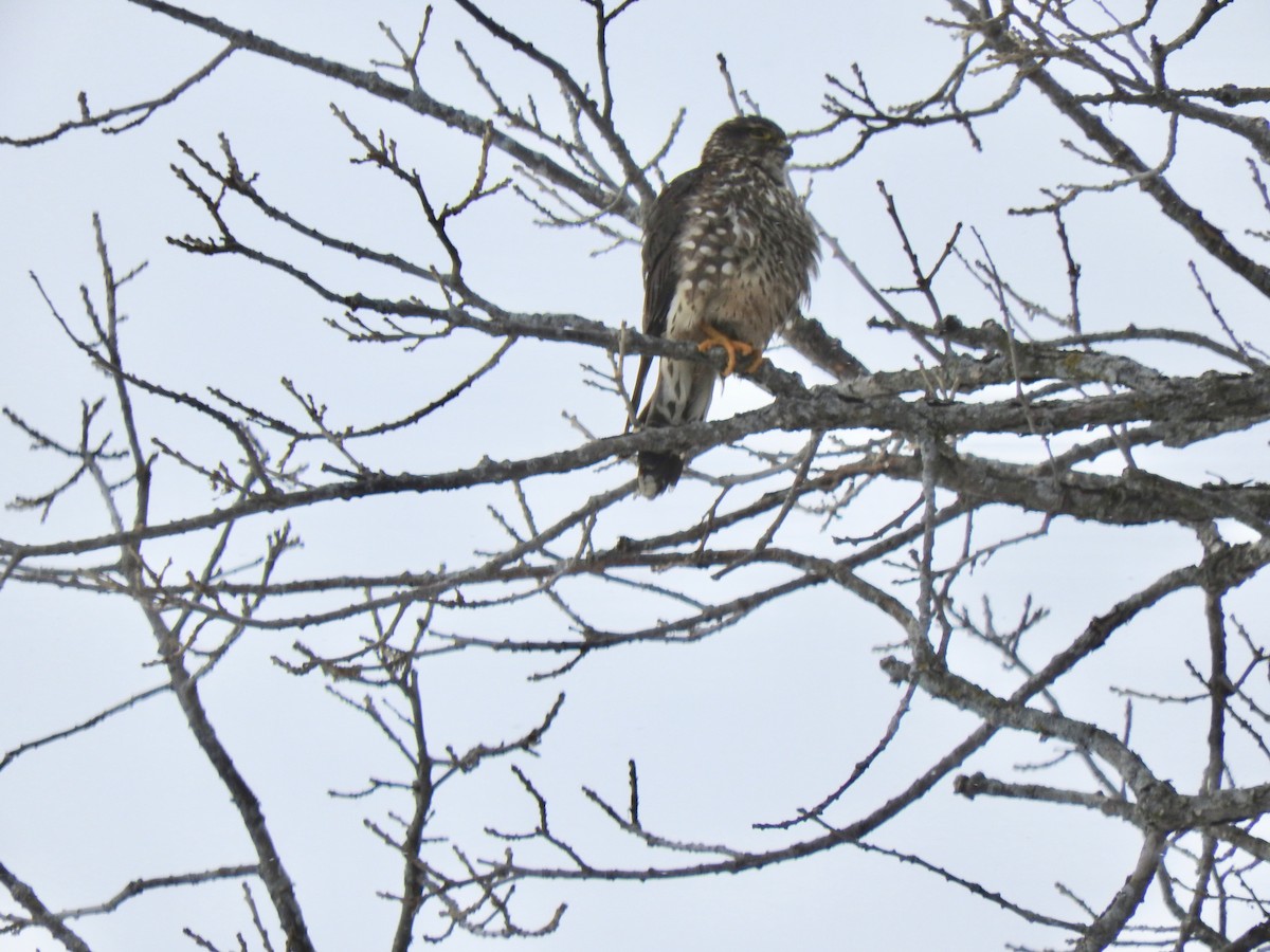 Merlin - ML613950019