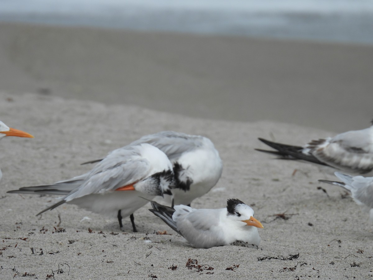 Royal Tern - ML613950038