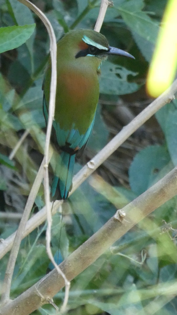 Turquoise-browed Motmot - ML613950112