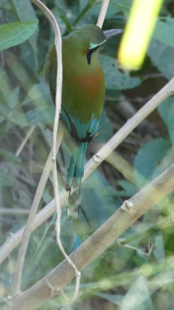 Turquoise-browed Motmot - ML613950113