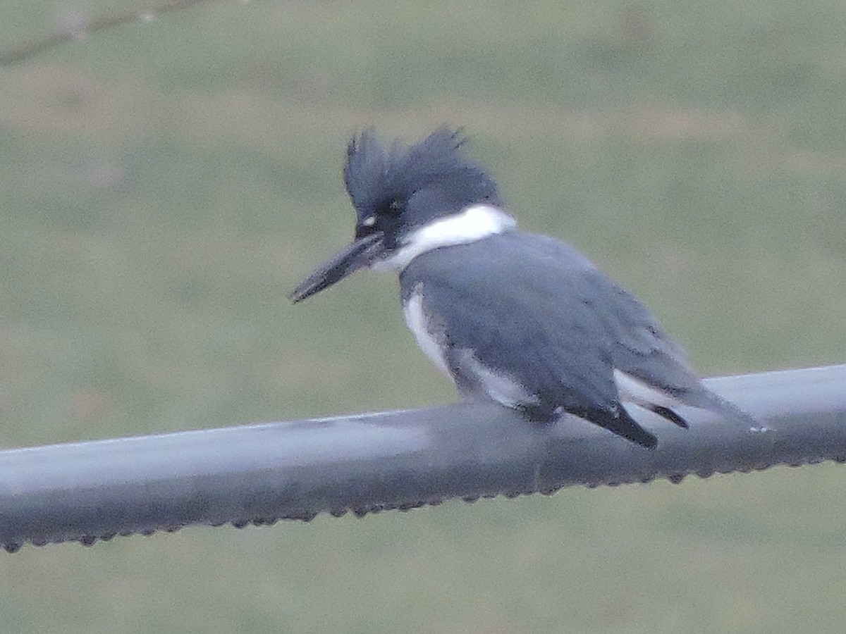 Belted Kingfisher - ML613950172