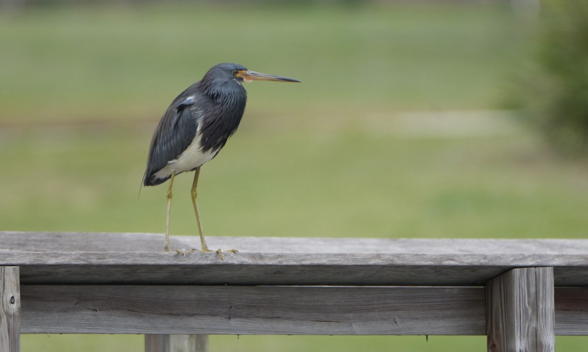 Tricolored Heron - ML613950193