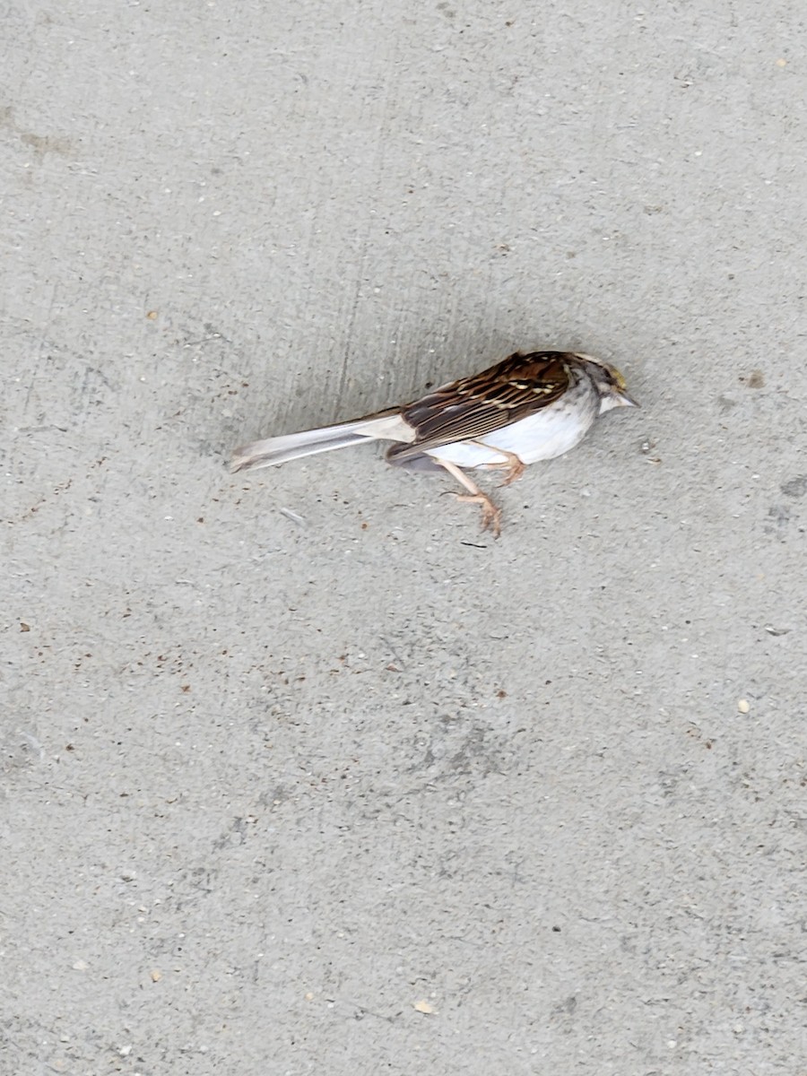 White-throated Sparrow - ML613950195