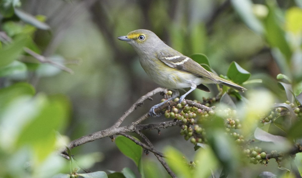 White-eyed Vireo - ML613950203