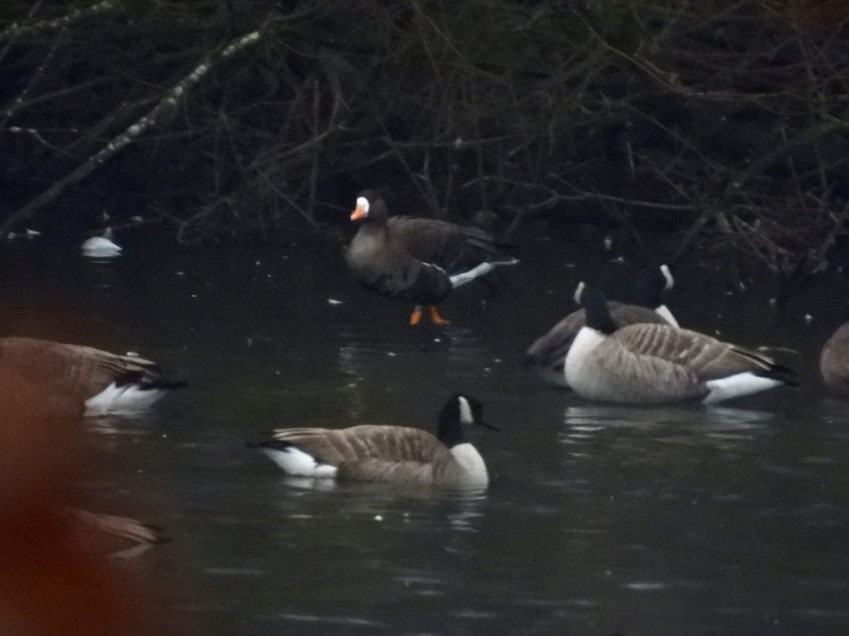 Greater White-fronted Goose - ML613950207