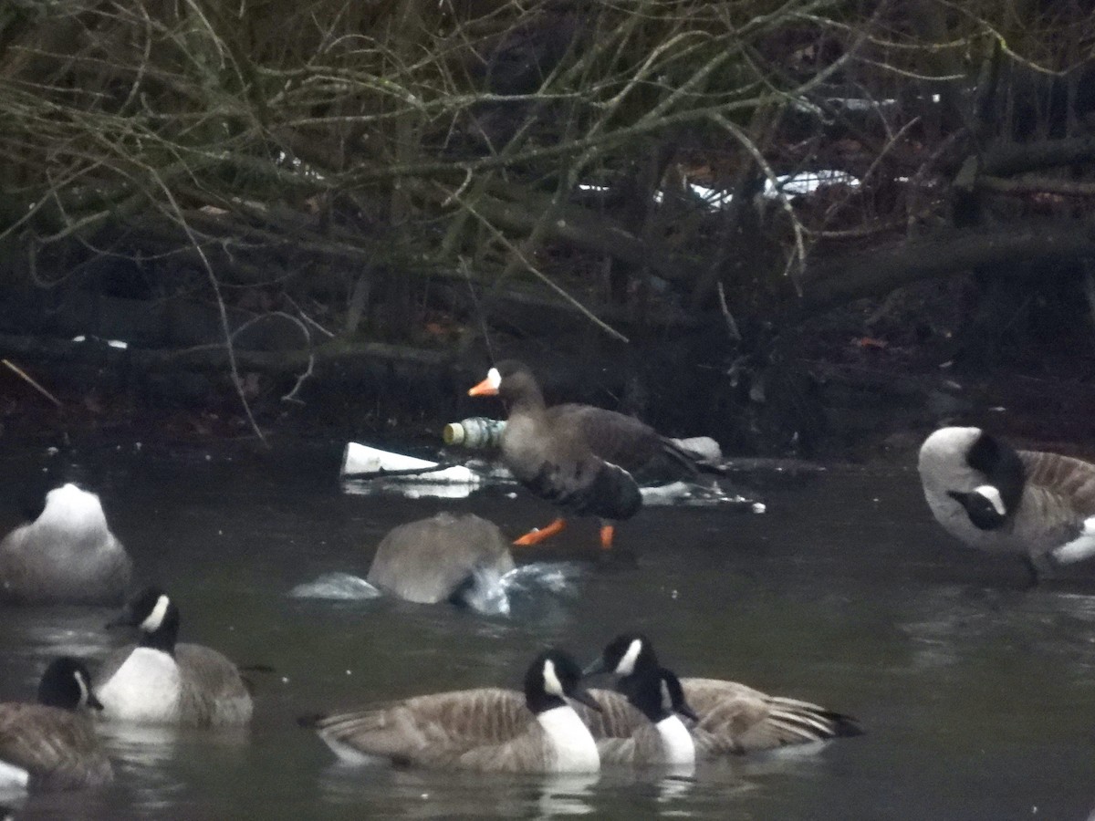Greater White-fronted Goose - ML613950208