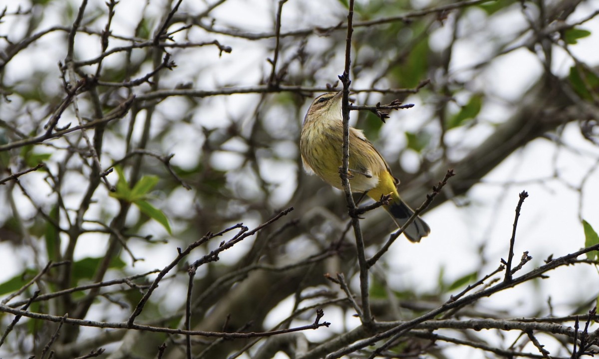 Palm Warbler - ML613950216