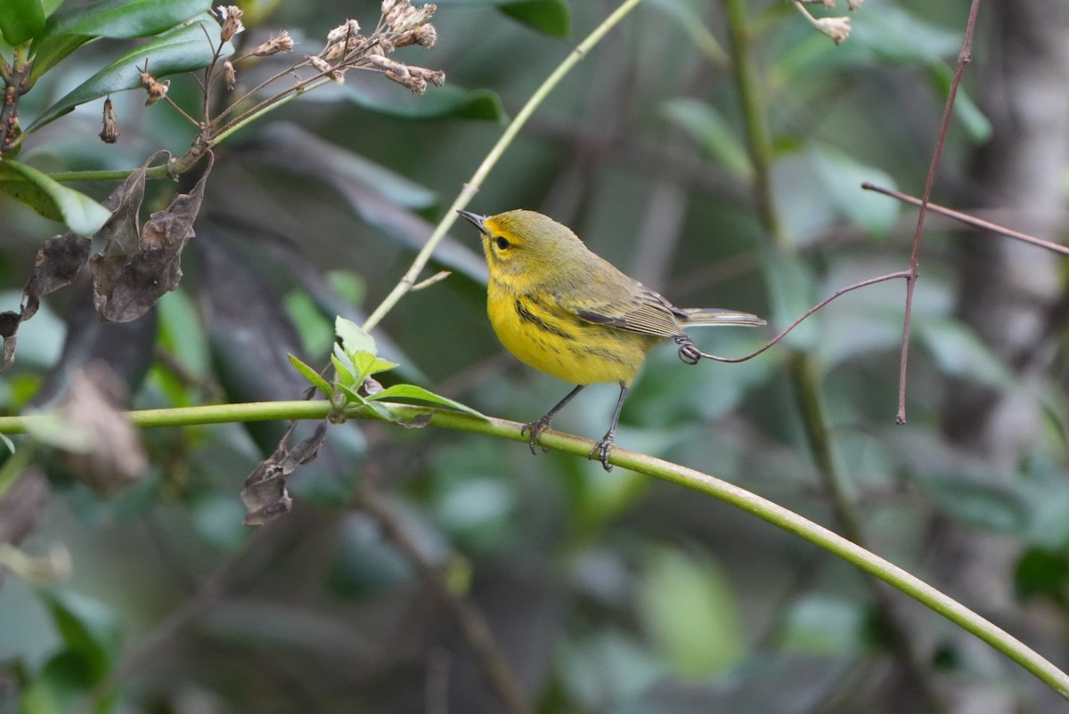 Prairie Warbler - ML613950222