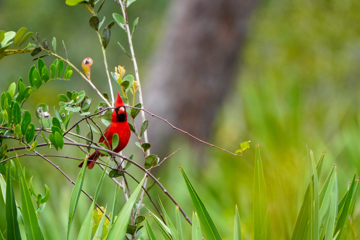 Northern Cardinal - ML613950224